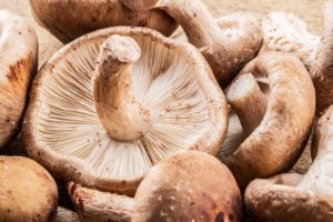 Shiitake Pilze