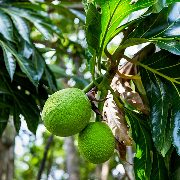 Baobab-Frucht am afrikanischen Affenbrotbaum (Adansonia digitata)