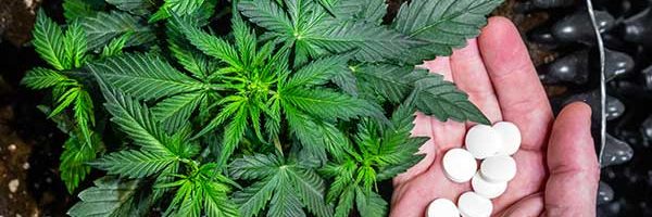 CBD und Cannabis gegen Schmerzen
