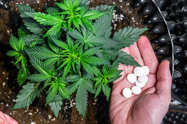 CBD und Cannabis gegen Schmerzen CBD und Cannabis gegen Schmerzen