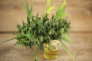 CBD Öl