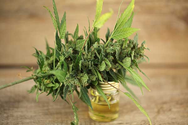CBD Öl