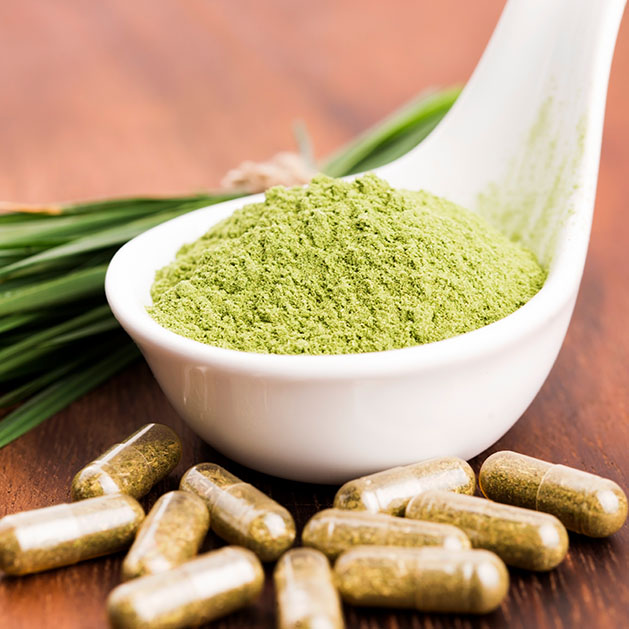 Frisches Gerstengras mit intensiver grüner Farbe – junge Blätter der Gerstenpflanze