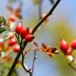 Hagebuttenpulver aus Rosa canina – natürliche Vitamin-C-Quelle für Gelenke