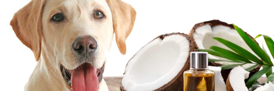 Kokosöl gegen Parasiten