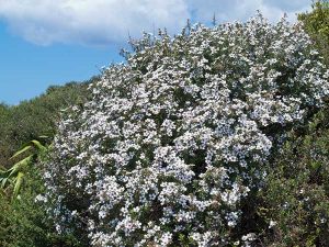 Manuka Baum (Südseemyrte) aus dem Manuka Öl