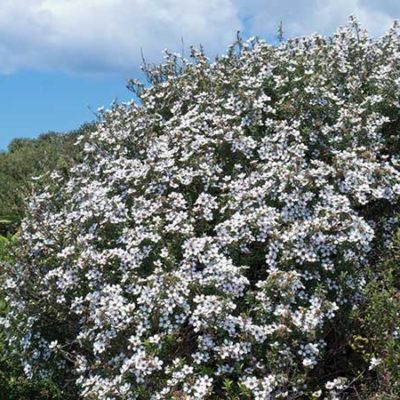 Manuka Baum (Südseemyrte)