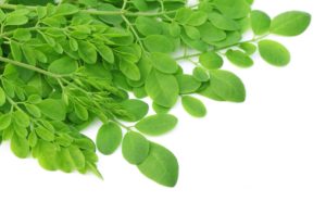 Moringa aus welchen Moringaöl entsteht