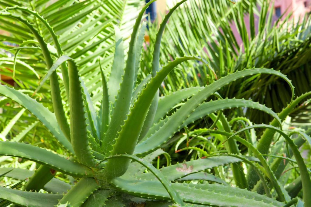 Aloe Vera Pflanze