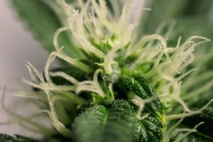 cannabisöl -cannabisblüte-mit-trichome