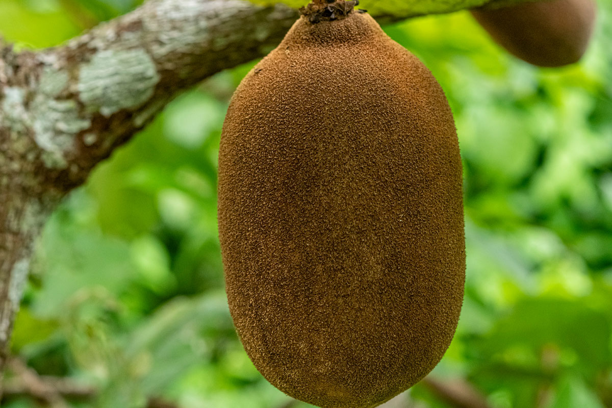 Cupuacu Frucht aus dem Amazonas – Theobroma grandiflorum