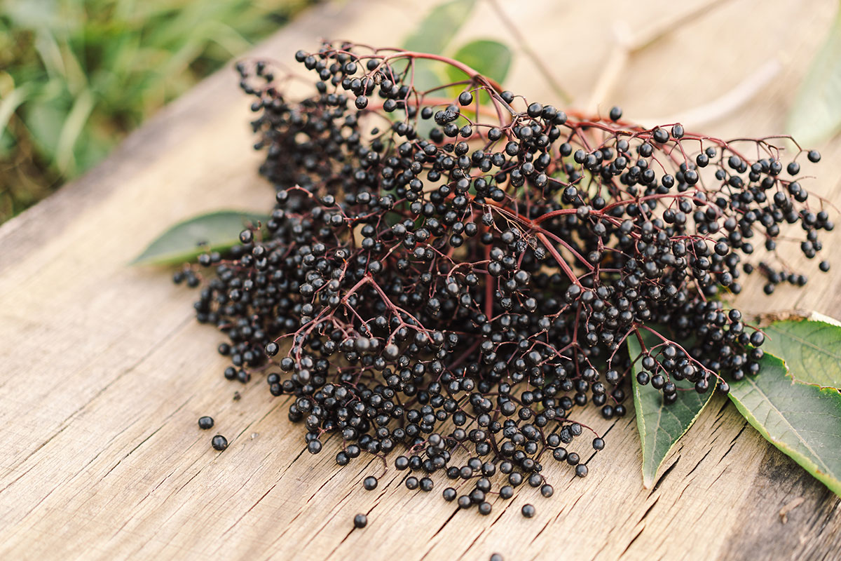 Blühende weiße Dolden und reife dunkle Beeren des Schwarzen Holunders